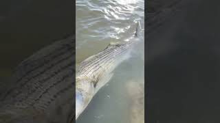 Stripers in grizzly island fishing stripedbass [upl. by Gennifer]