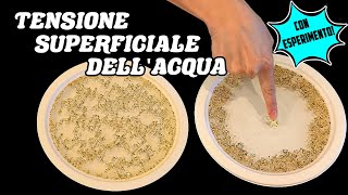 💧 La TENSIONE SUPERFICIALE dellACQUA  Spiegazione  ESPERIMENTO👨🏻‍🔬🧪 Scienze [upl. by Alliehs]