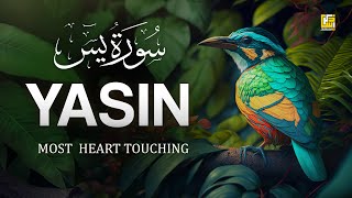 Worlds most beautiful Quran recitation of Surah Yasin Yaseen سورة يس  Zikrullah TV [upl. by Hoagland64]