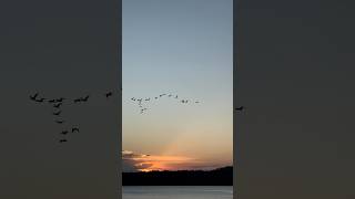 Birds amp sunset ambiance [upl. by Cort]