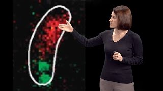 Christine JacobsWagner Yale HHMI 2 DNA segregation amp active intracellular transport in bacteria [upl. by Carlin]