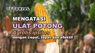 TUTORIAL mengatasi ulat potong agrotis ipsilon dengan cepat tepat dan efektif sehingga jagung aman [upl. by Blus]