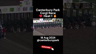 Corgi Races 2024 The Cutest Competition canterburypark Heat 1 corgirace [upl. by Eelram]