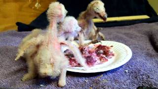 Barn Owls eating [upl. by Adnarrim]