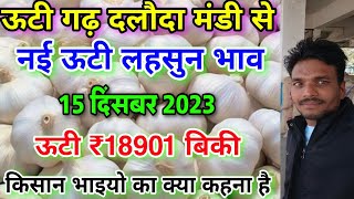 Dalauda mandi new ooty garlic rate today 15 दिसंबर 2023  ooty garlic rate daloda nai lahsun bhav [upl. by Foy]