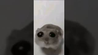 Sad Hamster Violin Meme Full [upl. by Arquit]