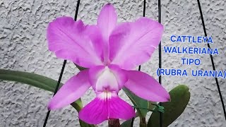 CATTLEYA WALKERIANA TIPO  RUBRA URANIA [upl. by Whale]