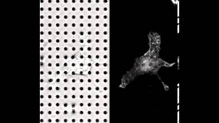 Traction force analysis a migrating cell on a microfabricated pillar array [upl. by Iadrahc]