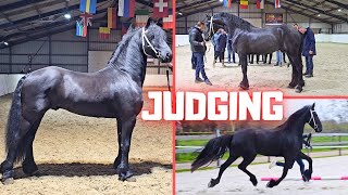 Judging the Friesian Horse A course of the KFPS  Friesian Horses [upl. by Erdeid]