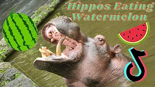 Hippo Eating Watermelon TikTok Compilation 2021  Animal Corner [upl. by Bouton26]