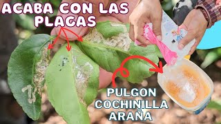 ¿LIMONERO con Hojas COLOCHAS LLENAS de PLAGAS 🌿💥 Aplica este INSECTICIDA y ACABA con las Plagas [upl. by Manvell]