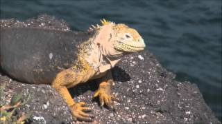 Galapagos Land Iguana Conolophus subcristatuswmv [upl. by Mackenzie]