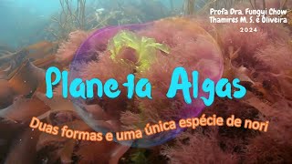 Planeta algas Duas formas e uma única espécie de nori [upl. by Coben]