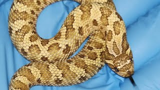 2024 HOGNOSE HOLDBACKS AND COLLECTION NEWS [upl. by Reahard]