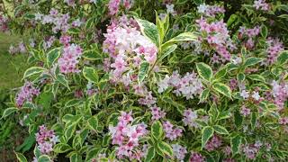 Weigela florida ‘Variegata’ vajgélie květnatá [upl. by Llewol226]