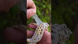 Helping your Leopard Gecko shed 🌞 [upl. by Katrina]