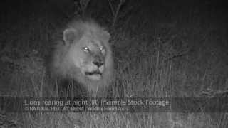 Lions roaring at night HD IR [upl. by Simona642]