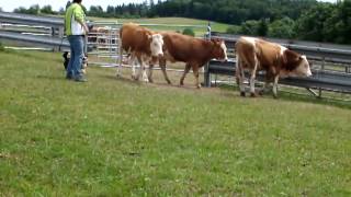 Welsh Corgi quotJackiequot is herding cattle first time [upl. by Bringhurst114]