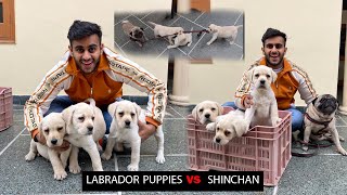 Labrador puppies VS SHINCHAN [upl. by Aietal]