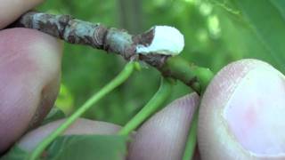 Cottony Scale Insect Coccidae Pulvinaria on Basswood [upl. by Rabbaj199]