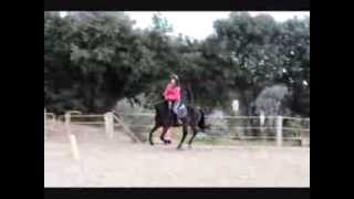 Essais de chevaux 3 ♥ [upl. by Kendrah]