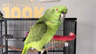 Loro cantando happy birthdayloros que hablanamazonparrot birds loros [upl. by Sigismund747]