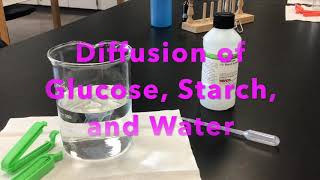 Diffusion of Water Glucose and Starch through a Dialysis Bag [upl. by Smiley469]