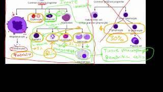 Innate Immune System [upl. by Atik]