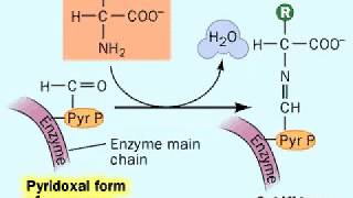 Biosynthesis Amino acids  Metabolism [upl. by Repotsirhc]