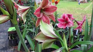 Bed of amaryllis with WOW factor 4 10 18 [upl. by Shu152]