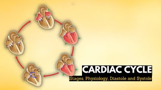 Cardiac cycle stages physiology Diastole and systole in the cardiac cycle [upl. by Anemix608]