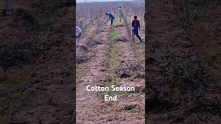 Cotton Season End cotton season villagelife viralvideo viralshorts desi agricultue s yt [upl. by Satterlee860]