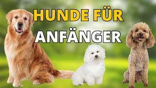 7 Hunderassen für Anfänger Perfekte Begleiter [upl. by Manas]