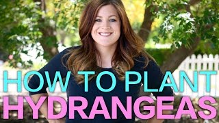 How to Plant A Hydrangea  Garden Answer [upl. by Rachelle]