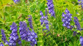 Шлемник байкальский Scutellaria baicalensis [upl. by Varian]