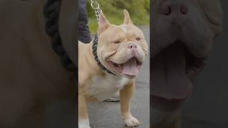 American Pocket Bully [upl. by Retnuh]