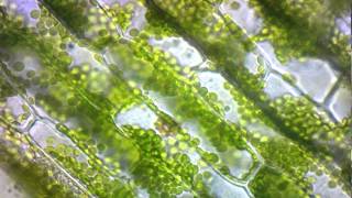 elodea cytoplasmic streaming [upl. by Quartus899]