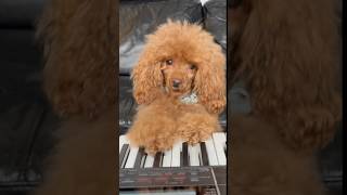 Nero piano  «I paw you» short [upl. by Erleena497]