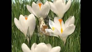 White Crocus  Picture Set Of Beautiful Folwers [upl. by Schild]