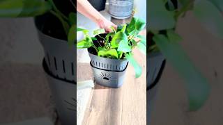 Give This Breathing Planter a Try 🌱 The Secret to Healthier Happier Plants [upl. by Cerellia]