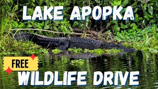 Free Florida Wildlife Drive With Alligators  Lake Apopka Wildlife Drive  S5E112 [upl. by Mortimer]