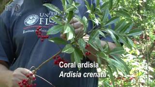 coral ardisia Ardisia crenata [upl. by Benedict]