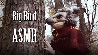 Big Bird ASMR 🕊️ [upl. by Cl199]