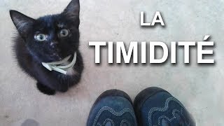 LA TIMIDITÉ  PAROLE DE CHAT [upl. by Suidaht358]