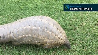 Rescued pangolin shows off her adorable T rex walk [upl. by Ayekal]