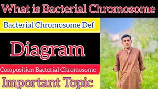 What is Bacterial Chromosome  Diagram  Composition of Bacterial Chromosome [upl. by Kevina889]