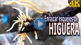 Enraizar esquejes de Higuera [upl. by Ardnuhsal]