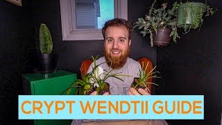 CRYPTOCORYNE WENDTII GREEN BROWN RED EASY AQUARIUM PLANT GUIDE [upl. by Laerol]