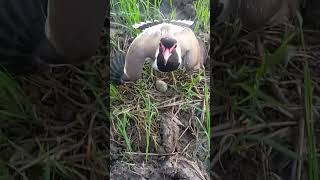 A Mother can do anythingmother humanity viralvideo ajaychauhanhr06 [upl. by Margareta119]