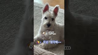 schnauzer 뭉치마음을 잘 아는 누나 [upl. by Eita]